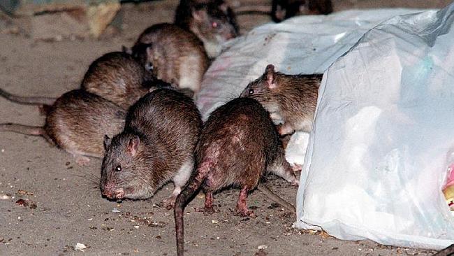 Peste nera, i responsabili non furono i topi ma pulci e pidocchi Pulce nera