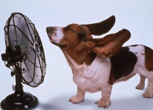 Come proteggere il cane dal caldo in estate