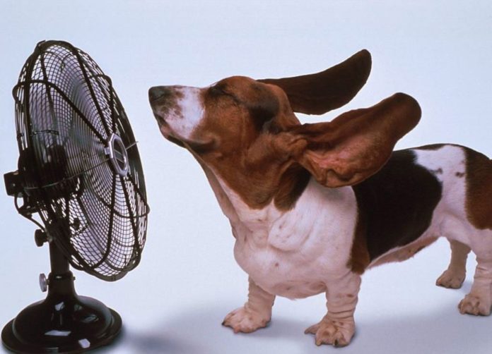 caldo cane caldo cane