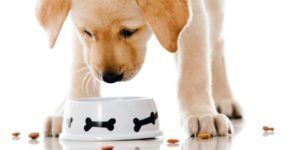 7 alimenti che i cani non devono assolutamente mangiare