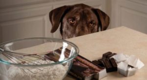 Il cioccolato è velenoso per i cani, i sintomi e cosa fare in caso di emergenza