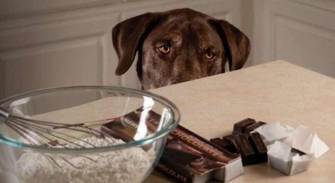 cane e cioccolato