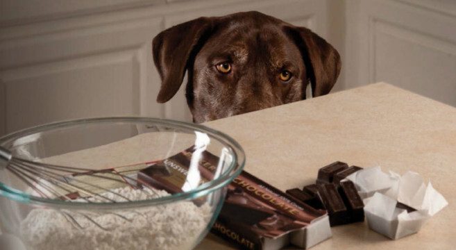 cane e cioccolato cane e cioccolato