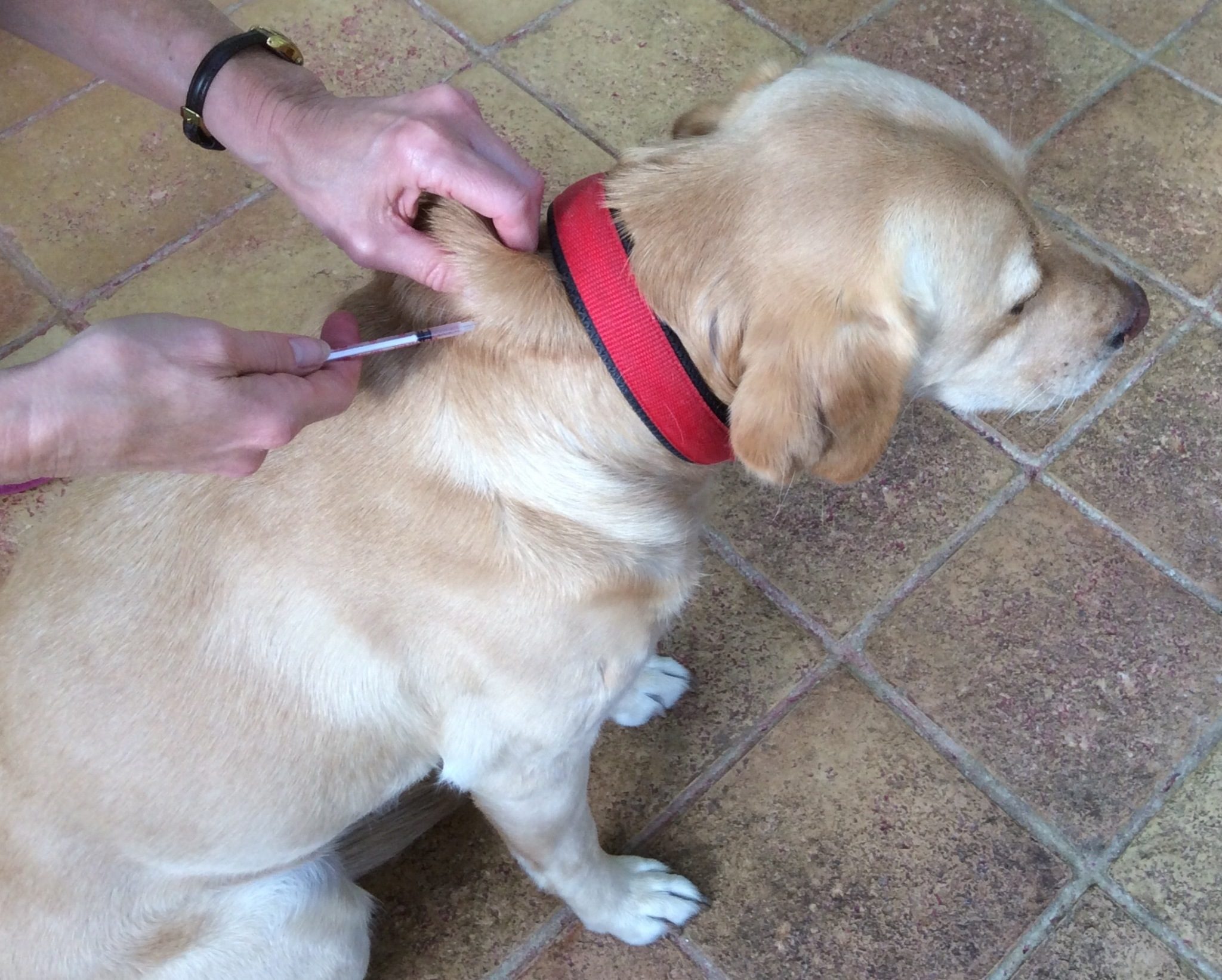 Il Diabete Nei Cani Segni Sintomi Trattamenti Ed Emergenze