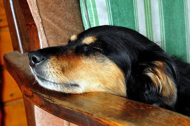 cane che dorme cane che dorme