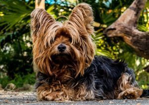 10 cani che vivono a lungo: chi sono e quali sono le loro caratteristiche