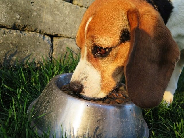 cane che mangia