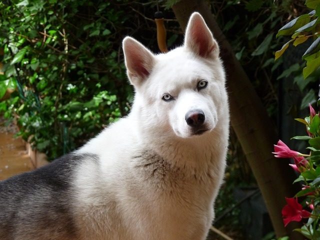 cane