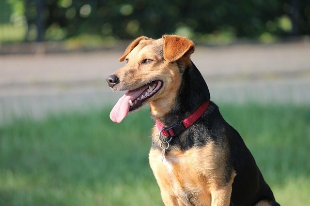 Salute orale. Ecco come prevenire i problemi ai denti e alle gengive dei cani