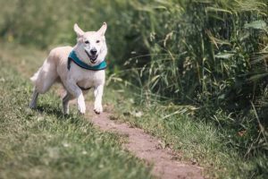 Ecco i 9 errori comuni che commettono i proprietari del cane