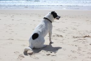 cane in spiaggia