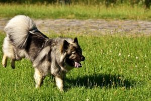 Artrite nel cane: cause, sintomi e cure