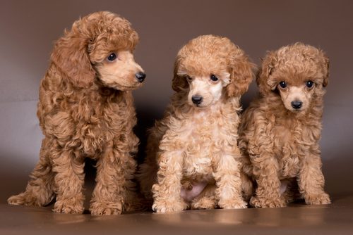 shutterstock_132452678