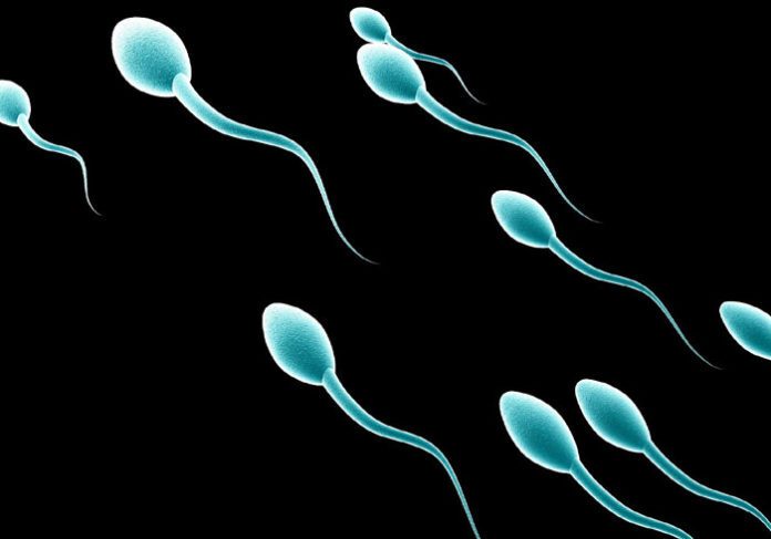 spermatozoi spermatozoi
