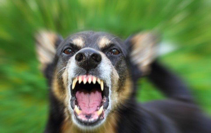 Cosa fare se il cane è o diventa aggressivo?