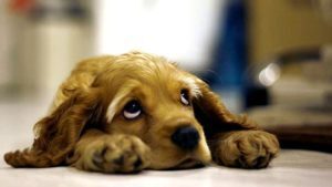 I cani piangono come gli esseri umani?