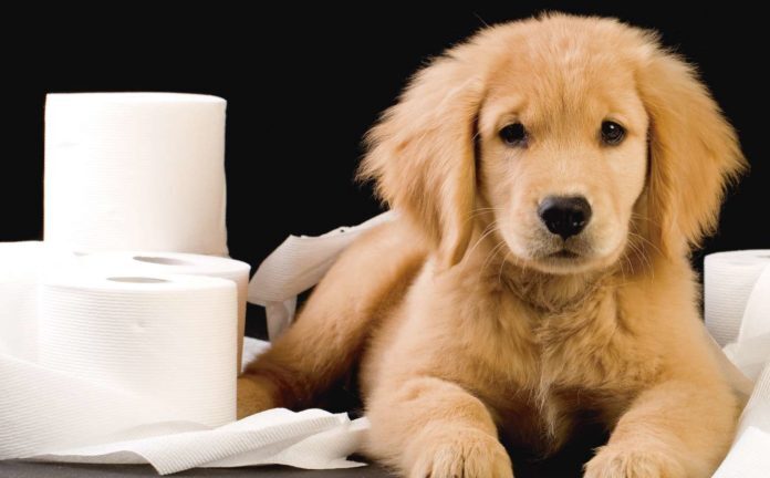 diarrea cani diarrea cani