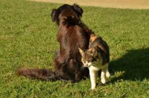 Differenza tra il cibo dei gatti e dei cani