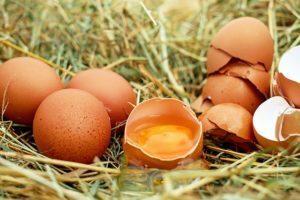 Uova contaminate, in Italia 2 campioni positivi al Fipronil