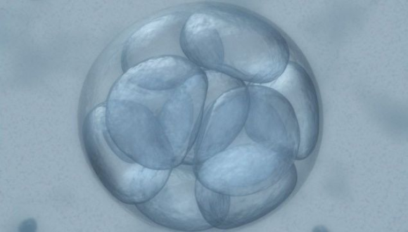 embrione umano