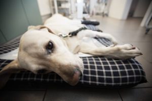 Pancreatite nel cane: cos’è, sintomi, diagnosi e cura