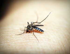 Dalla Svizzera nuove speranze per la lotta alla malaria