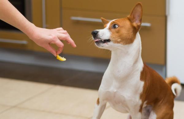 odori-insopportabili-per-cani