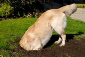 cane che scava