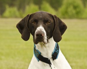 Infezione dell’orecchio del cane: sintomi, cause e cura