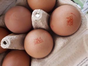 Uova contaminate dal Fipronil. Sequestrati 2 allevamenti in Campania