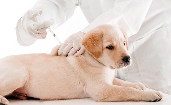 vaccinazione del cane