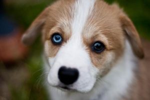 I cani vedono a colori o in bianco e nero? Ecco la risposta