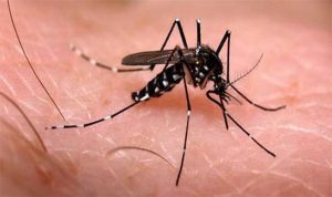 Chikungunya, caso anche nelle Marche. OMS: “Non si escludono nuovi focolai”