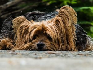 Ictus nei cani. Quali sono i segni e cosa fare