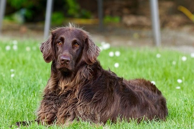 4 cause di morte improvvisa nel cane. Conoscerle è importante