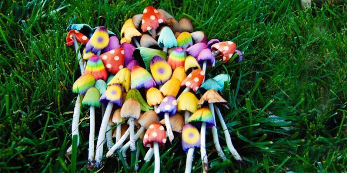 funghi_magici funghi_magici