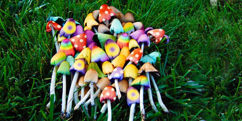 Funghi magici per curare la depressione. Al via i test