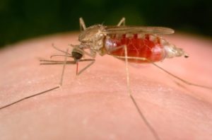 Cani addestrati per rilevare la malaria. Esperimento riuscito