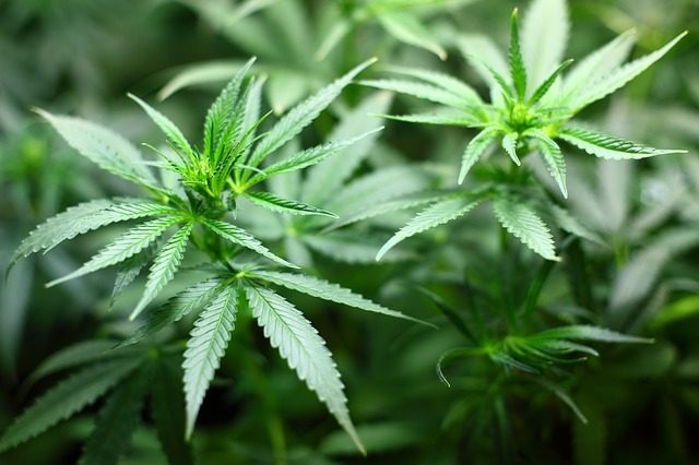 Chi fuma spesso marijuana cammina in maniera diversa