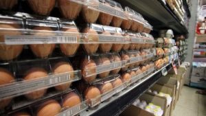 Salmonella nelle uove fresche di gallina. Ministero della Salute richiama lotti