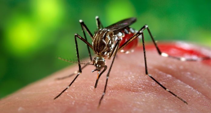 virus zika virus zika
