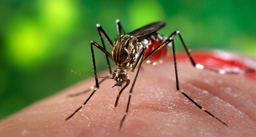 Virus Zika, arma contro il tumore al cervello? La ricerca USA