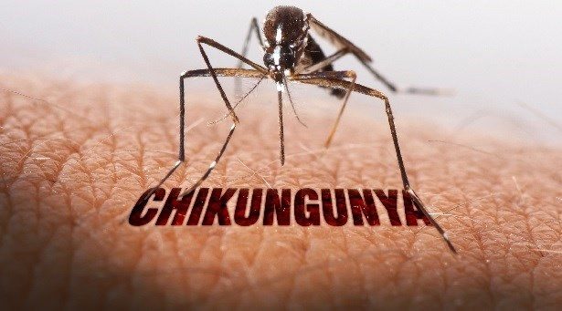 Chikungunya, nuovo focolaio identificato in Calabria