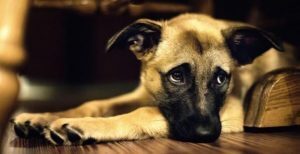 Ecco come sapere se il tuo cane è depresso (o no)