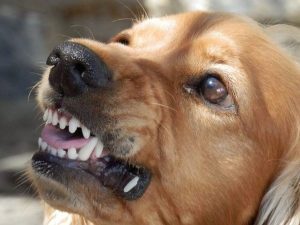 Il virus della rabbia rende i cani aggressivi. Scoperto il motivo