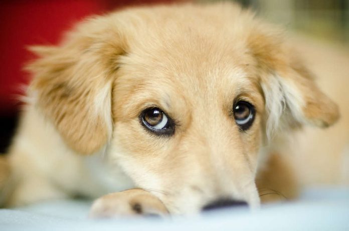 content-1508417557-shutterstock-519101614