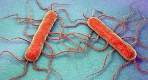 Listeria nel tacchino arrosto, l’allerta del Ministero della Salute