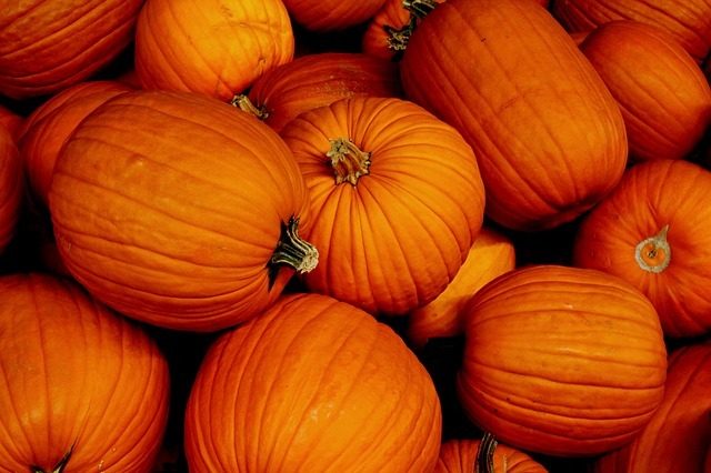 zucca