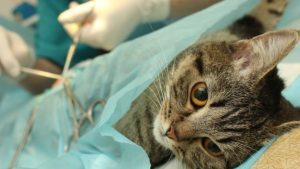 4 motivi per cui è importante sterilizzare i gatti domestici