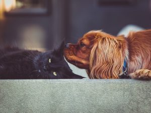 I cani sono più intelligenti dei gatti. Lo dice una ricerca